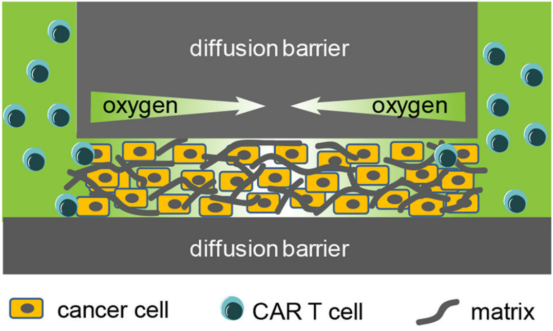 Experimental device schematic